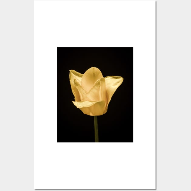 Tulip In Profile 6 Wall Art by Robert Alsop